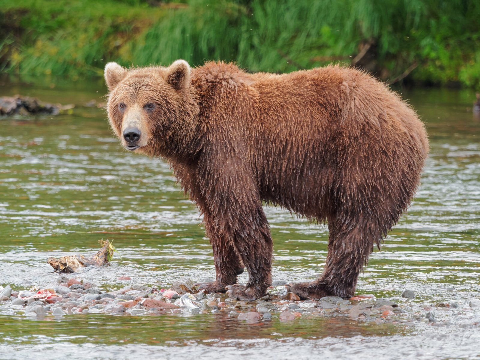 Premium Photo | A baby bear with a stick