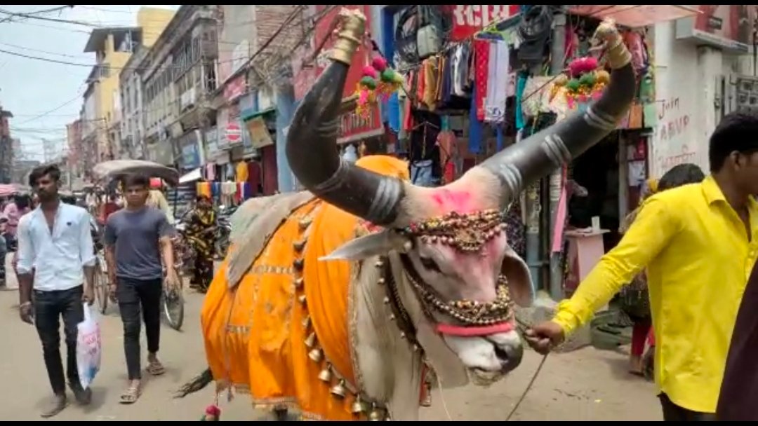 भागलपुर की सड़कों पर साक्षात दिखे भगवान शिव के नंदी।