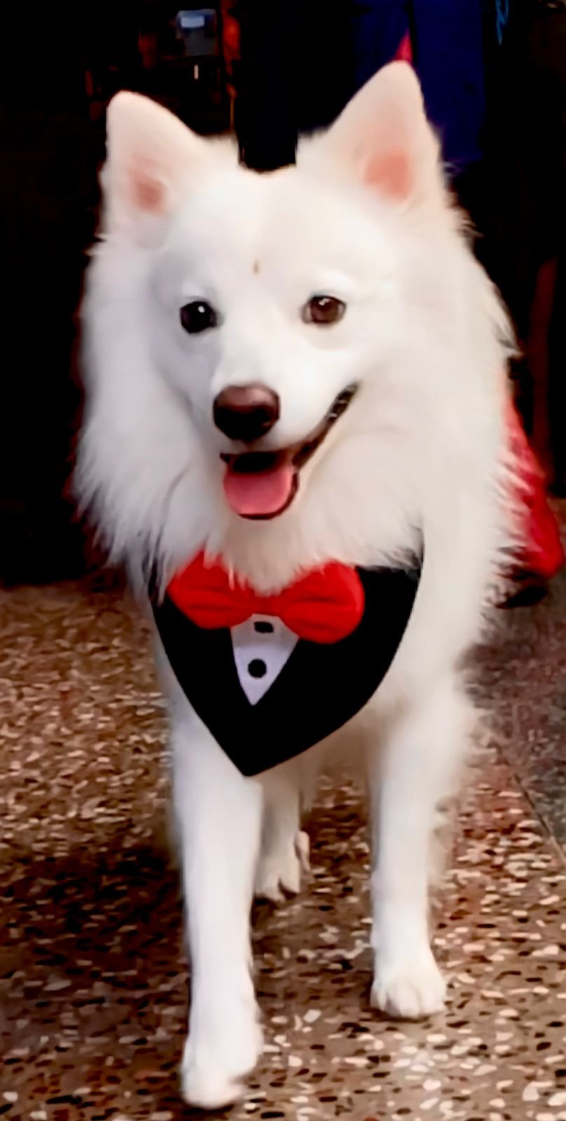 अपने पालतू कुत्ते से इतना प्यार हुआ कि कुत्ते की मौत के बाद पूरे विधि विधान से कराया घरों मेंपूजा पाठ।